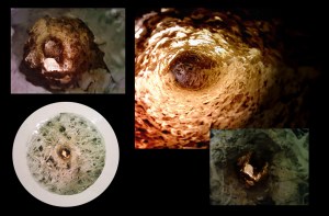 dustmitebonemarrow copy12w